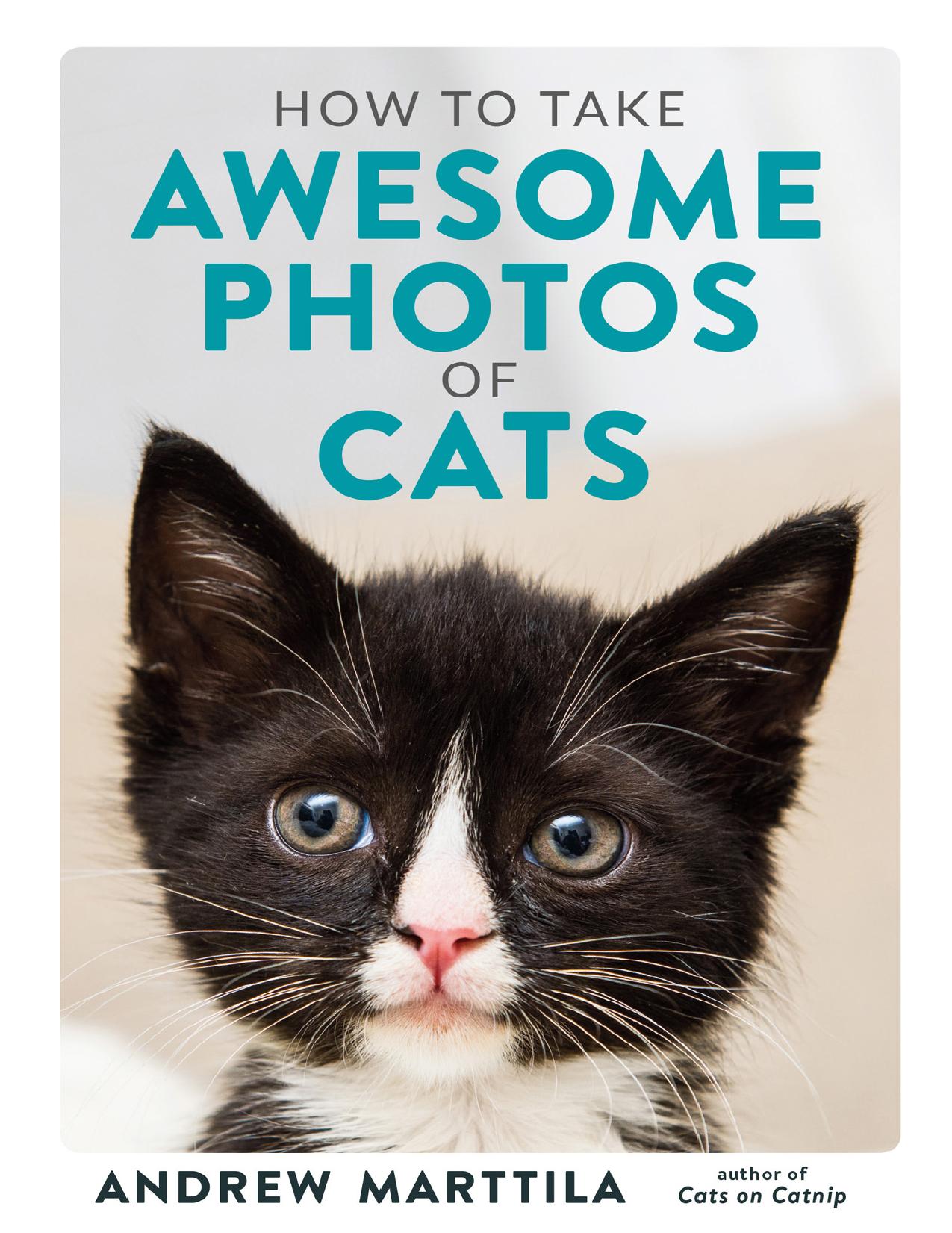 How to Take Awesome Photos of Cats