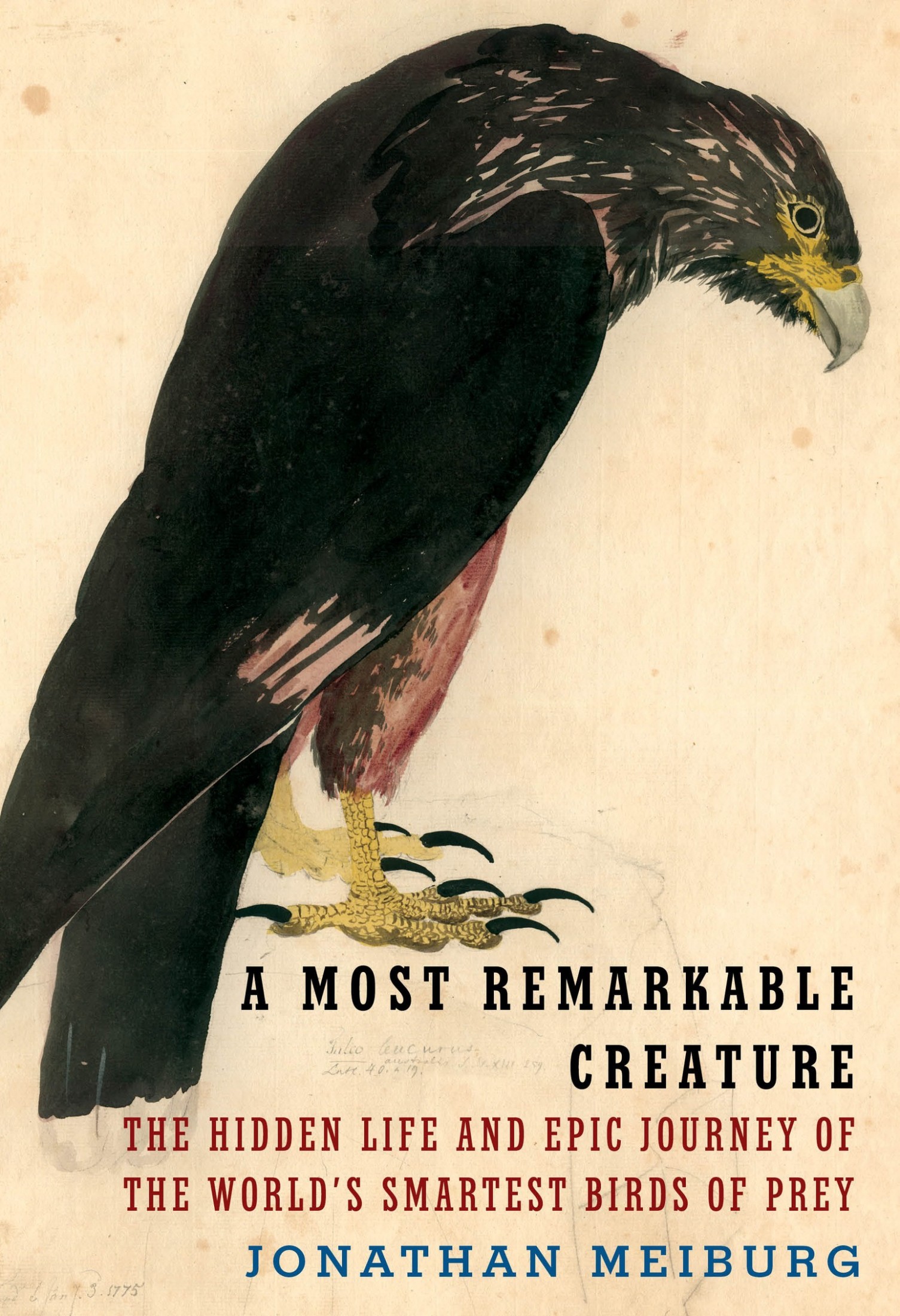 A Most Remarkable Creature