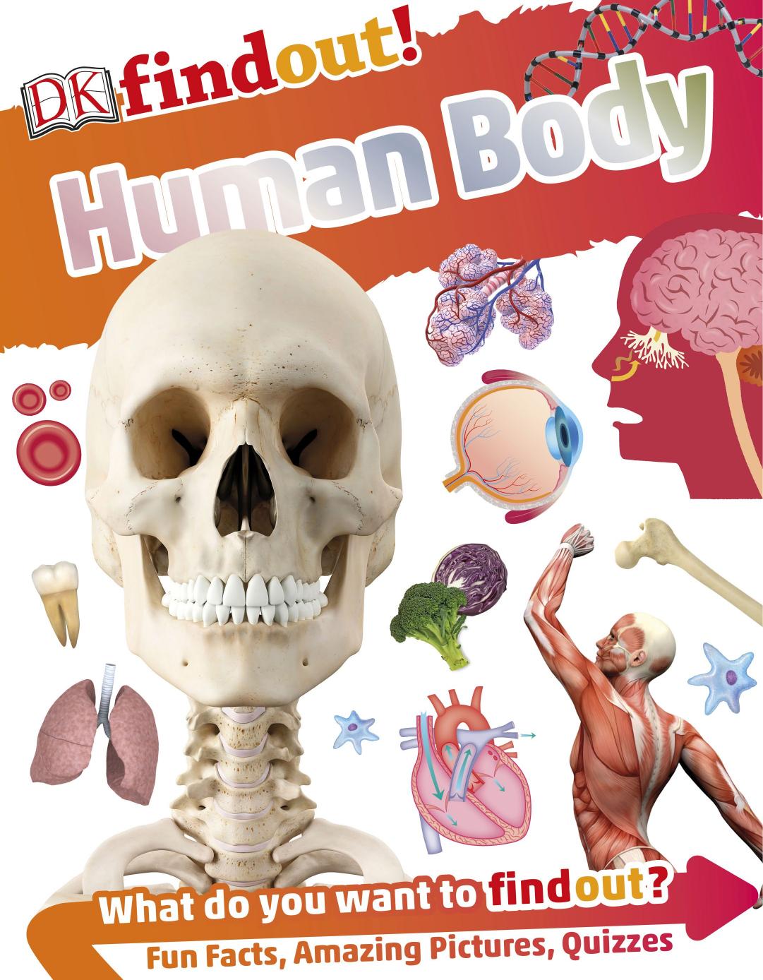 DK Findout! Human Body