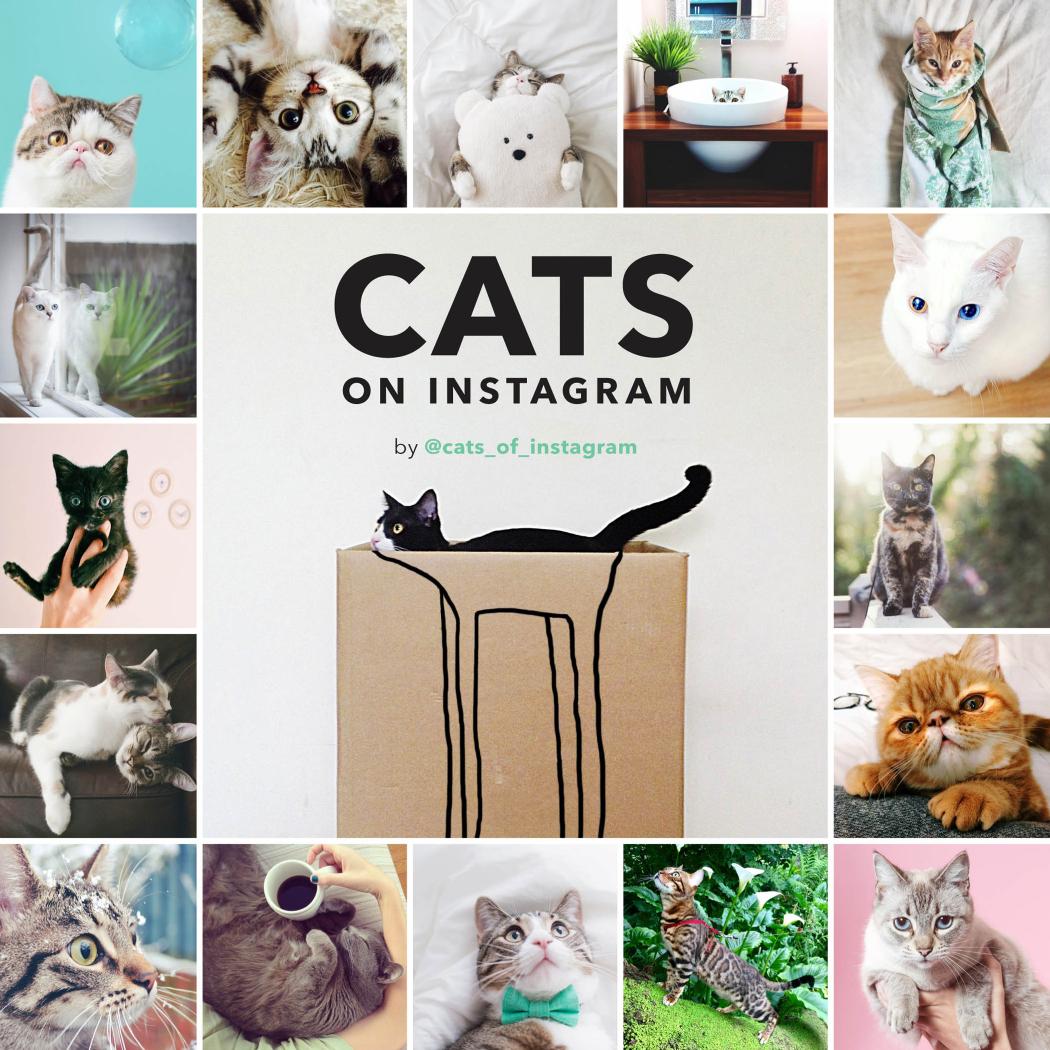 Cats on Instagram